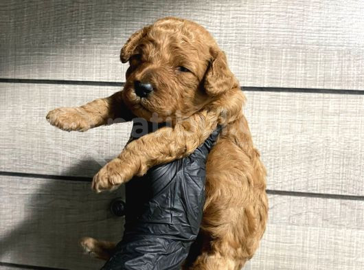 Pet Eğitimli Toy Poodle Bebeklerim görsel