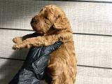 Pet Eğitimli Toy Poodle Bebeklerim