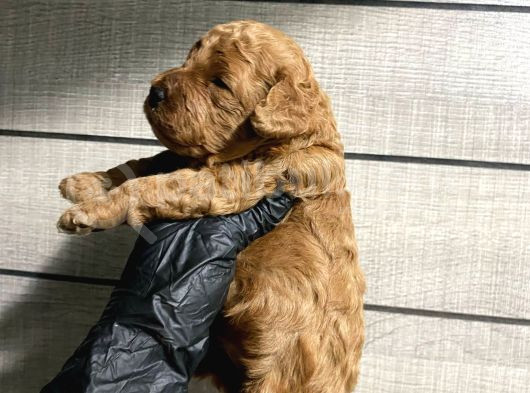 Pet Eğitimli Toy Poodle Bebeklerim görsel