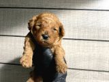 Pet Eğitimli Toy Poodle Bebeklerim