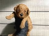 Pet eğitimli toy poodle bebeklerim