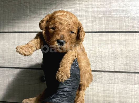 Pet Eğitimli Toy Poodle Bebeklerim