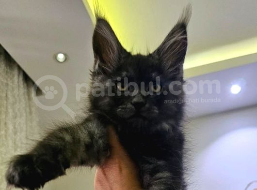 Safkan Mai̇ne Coon Yavrulari