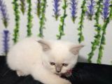 Pamuk Mi̇nnoşlarim Tesli̇me Hazir