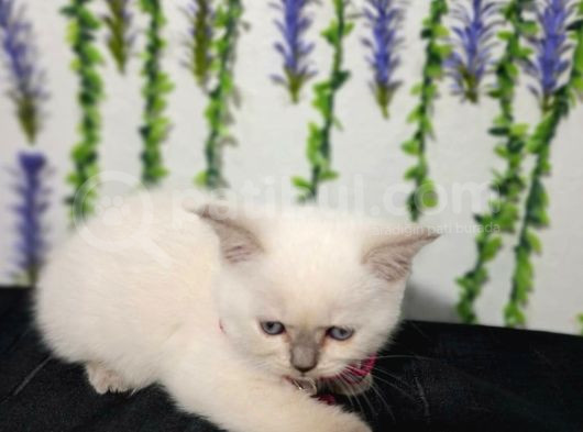 Pamuk Mi̇nnoşlarim Tesli̇me Hazir görsel