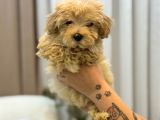 Tüy Yumağı Maltipoo