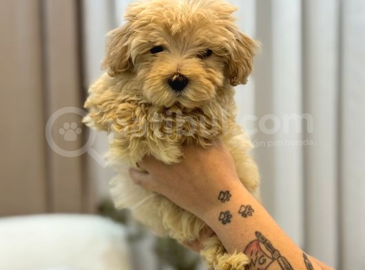 Tüy Yumağı Maltipoo görsel
