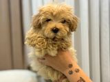 Tüy Yumağı Maltipoo