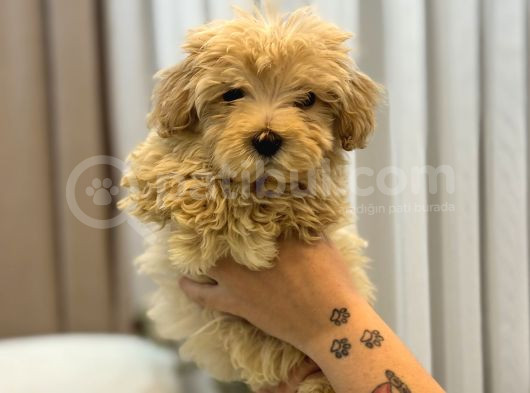 Tüy Yumağı Maltipoo görsel