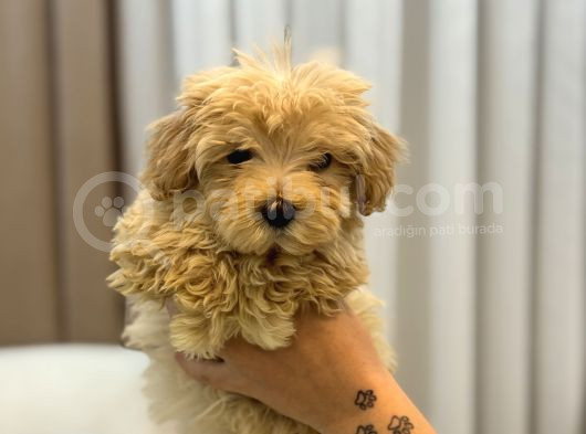 Tüy Yumağı Maltipoo