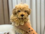 Tüy Yumağı Maltipoo