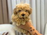 Tüy Yumağı Maltipoo