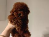 Toy Poodle Bebekler  sizi bekliyor