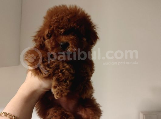 Toy Poodle Bebekler  Sizi Bekliyor