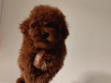 Toy Poodle Bebekler  Sizi Bekliyor