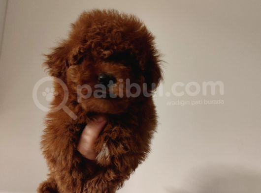 Toy Poodle Bebekler  Sizi Bekliyor görsel
