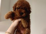 Eğitimli Toy Poodle Bebekler