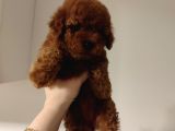 Eğitimli Toy Poodle Bebekler