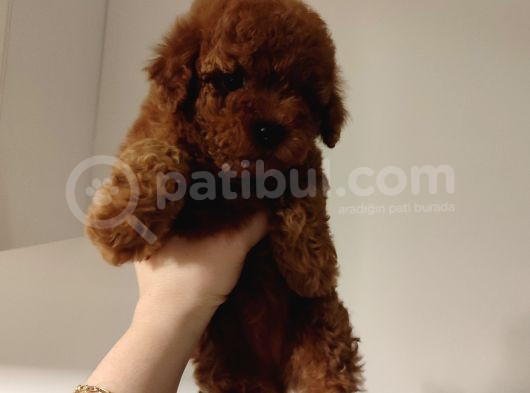 Eğitimli Toy Poodle Bebekler görsel