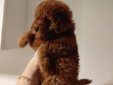Eğitimli Toy Poodle Bebekler
