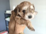 Morkie Bebekler
