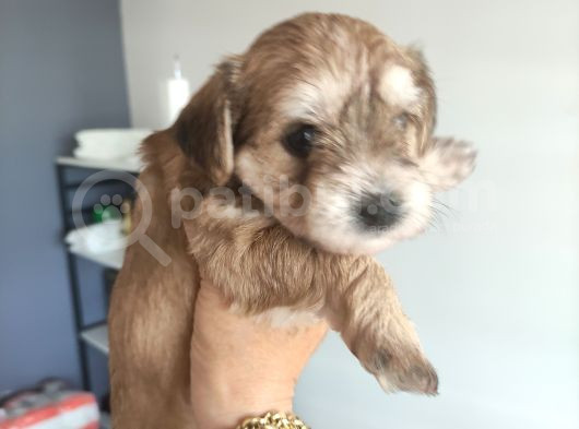 Morkie Bebekler görsel