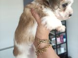 Morkie bebekler