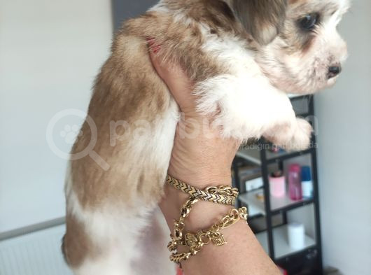 Morkie Bebekler