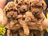 Toy Poodle Bebeklerimiz Yuvalarını Ariyor