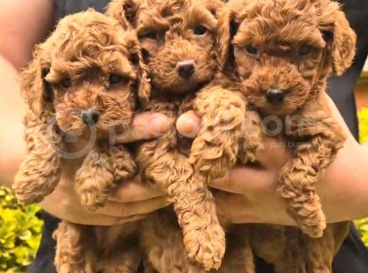 Toy Poodle Bebeklerimiz Yuvalarını Ariyor görsel