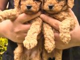 Toy Poodle Bebeklerimiz Yuvalarını Ariyor
