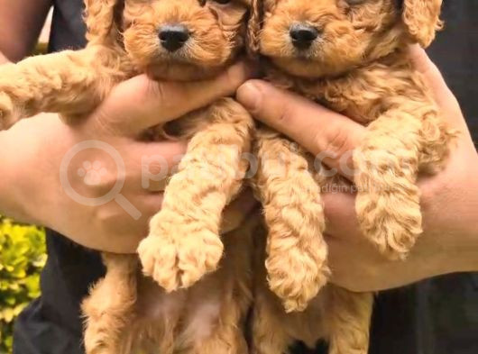 Toy Poodle Bebeklerimiz Yuvalarını Ariyor görsel