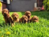 Toy poodle bebeklerimiz yuvalarını ariyor