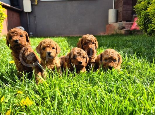 Toy Poodle Bebeklerimiz Yuvalarını Ariyor