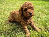 Toy Poodle Bebeklerimiz Yuvalarını Ariyor