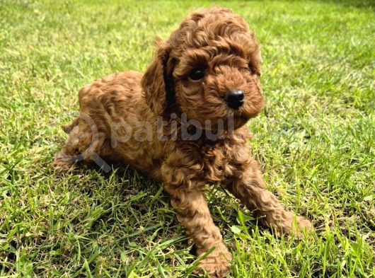 Toy Poodle Bebeklerimiz Yuvalarını Ariyor görsel