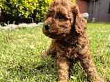 Toy Poodle Bebeklerimiz Yuvalarını Ariyor