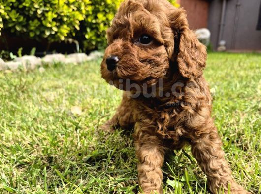 Toy Poodle Bebeklerimiz Yuvalarını Ariyor görsel