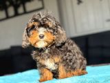 Mi̇cro Mi̇ni̇ Bernedoodle En Özel Rengi̇ İle  Türki̇yede Tek