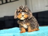 MİCRO MİNİ BERNEDOODLE EN ÖZEL RENGİ İLE  TÜRKİYEDE TEK