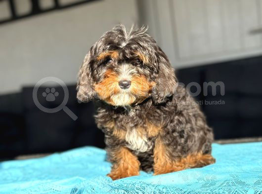 Mi̇cro Mi̇ni̇ Bernedoodle En Özel Rengi̇ İle  Türki̇yede Tek