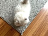 British Longhair Cy Ay 1133 03 Erkek