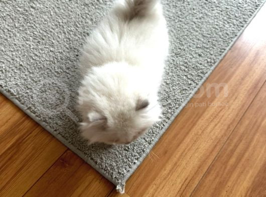 British Longhair Cy Ay 1133 03 Erkek görsel