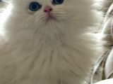British Longhair Cy Ay 1133 03 Erkek