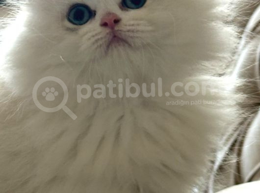 British Longhair Cy Ay 1133 03 Erkek görsel