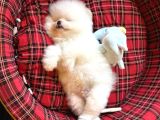 Enerjik Kartopu Tadında Pomeranian Boo