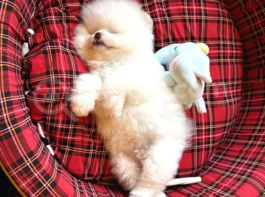 Enerjik Kartopu Tadında Pomeranian Boo görsel