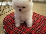Enerjik Kartopu Tadında Pomeranian Boo