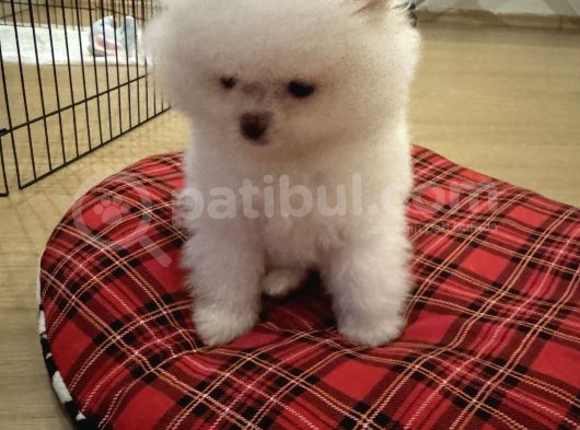 Enerjik Kartopu Tadında Pomeranian Boo görsel