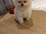 Enerjik Kartopu Tadında Pomeranian Boo